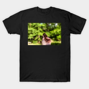 Hand holding pine cone T-Shirt